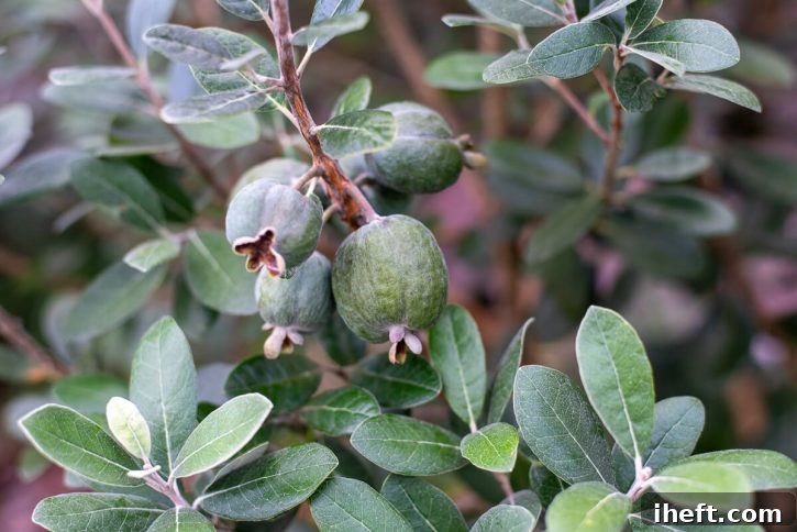 Fijoa or pineapple guava, grow on a tree. 