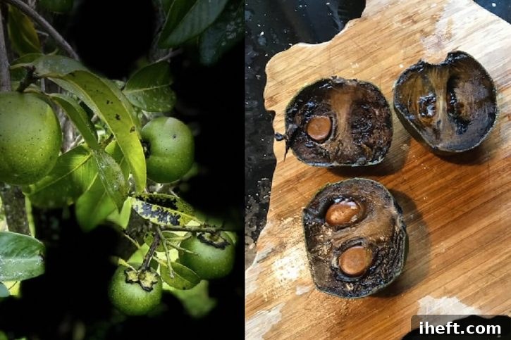 Photos of black sapote growing on a tree and ripe black sapote cut in half and ready to eat. 