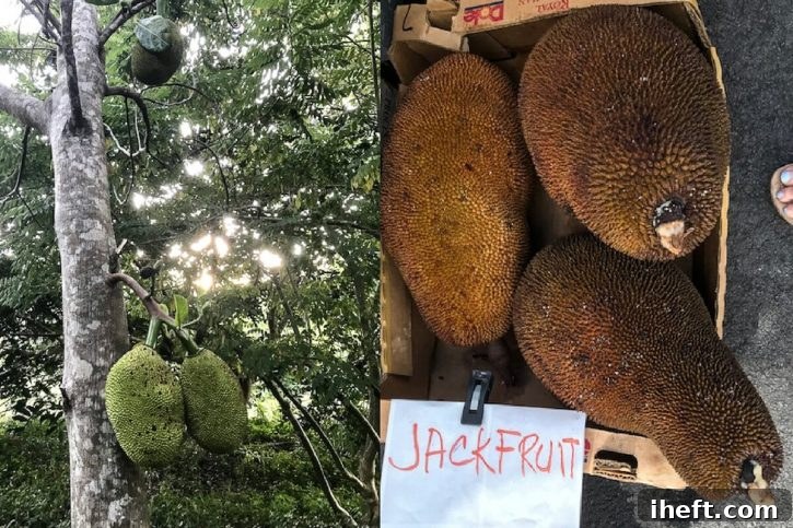Photos of green jackfruit growing on a tree in Hawaii and ripe jackfruit at a market in Hawaii. 
