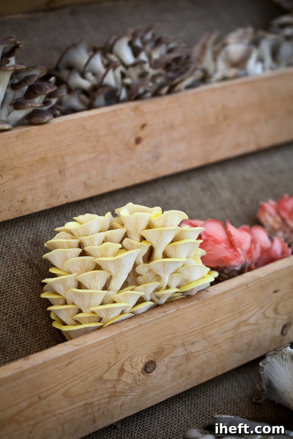 A vibrant display of Pearl, Golden, Pink, and Blue Oyster Mushrooms, showcasing their unique colors and textures.