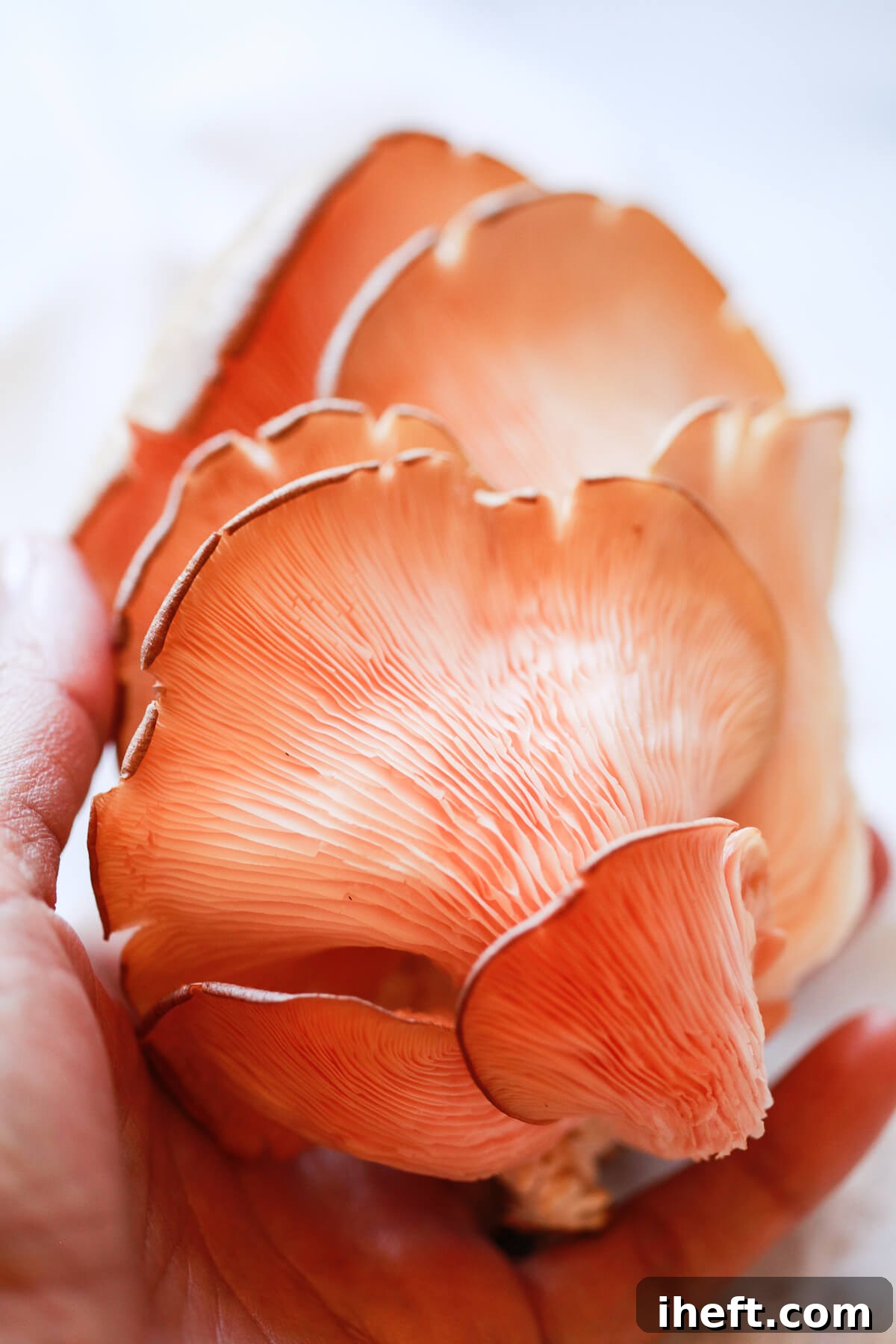 A close-up photo of a vibrant pink oyster mushroom held gently in a hand, highlighting its delicate ruffles and captivating color.