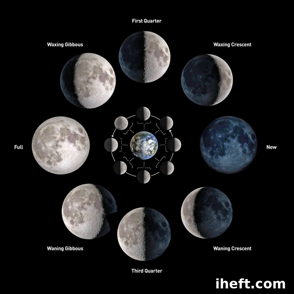A graphic of the moon phases. 