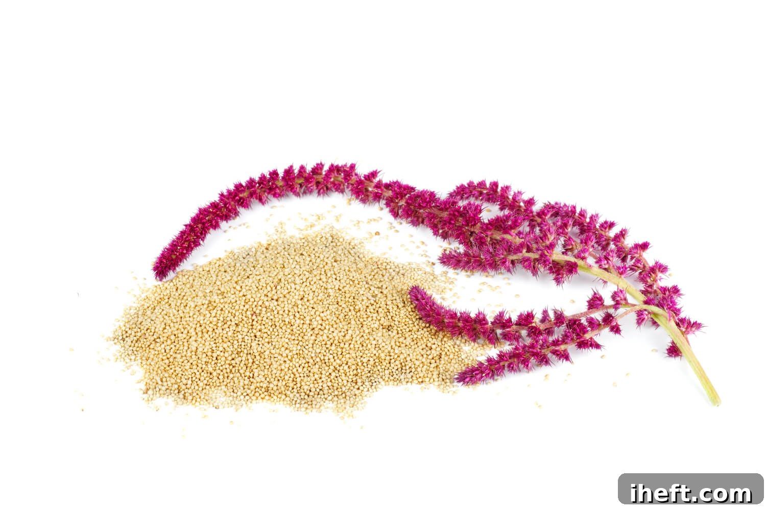 A pile of dried amaranth on a white background next to amaranth flowers. 