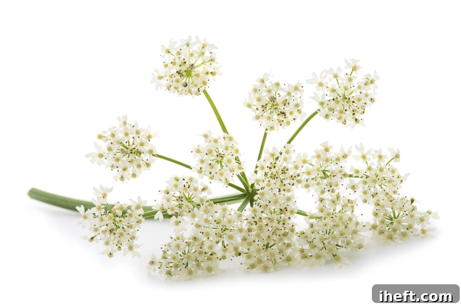 Angelica root flowers on a white background. 