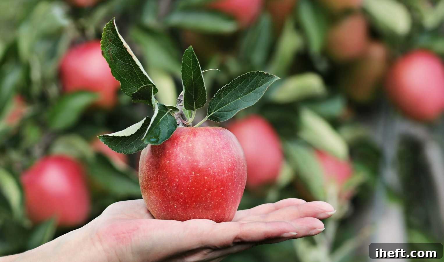 An apple sits on a hand. 