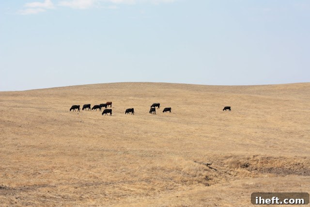 Cattle leisurely grazing on a green hillside under a blue sky in Santa Ynez