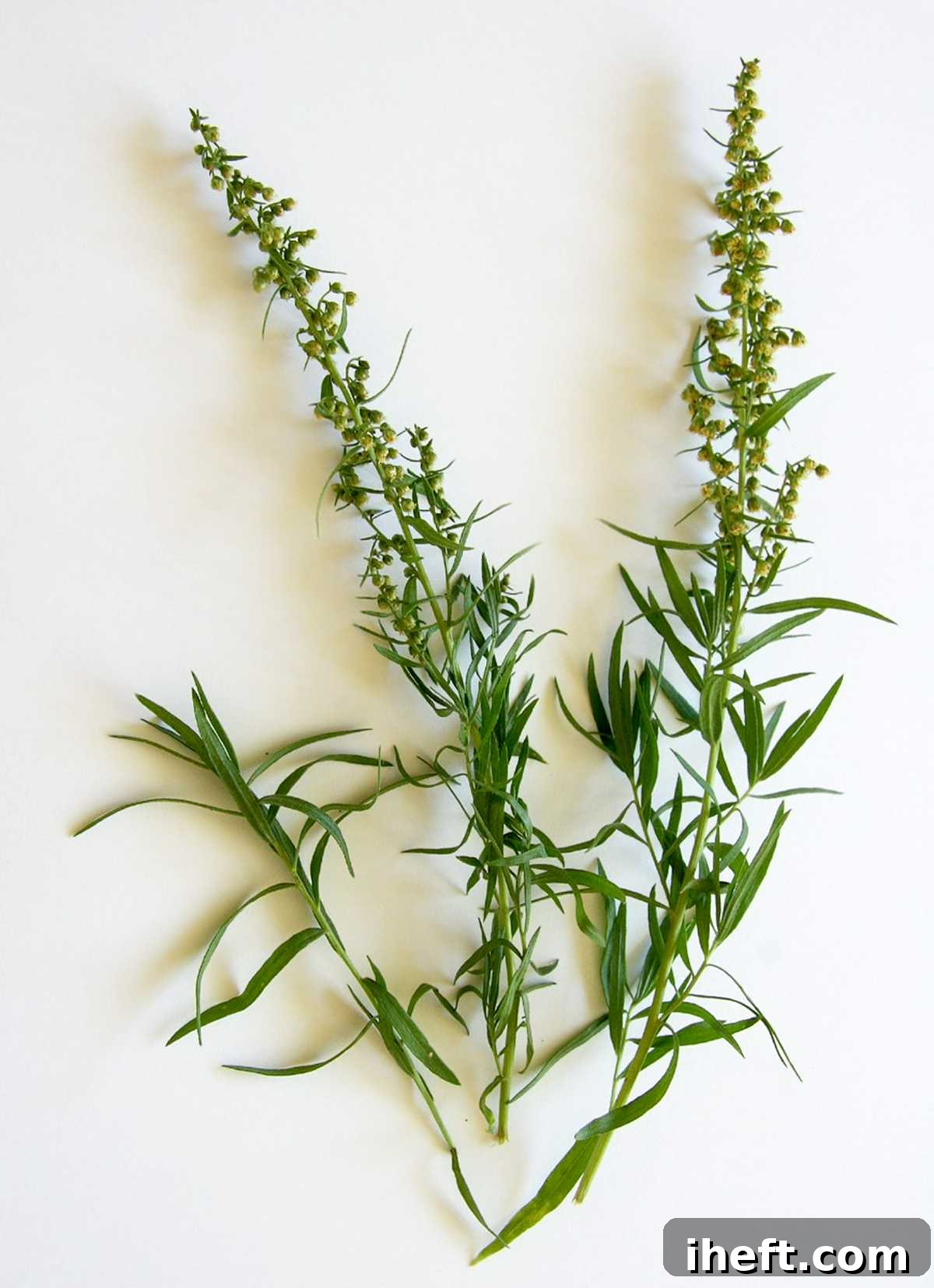 Fresh tarragon sprigs on a white background.