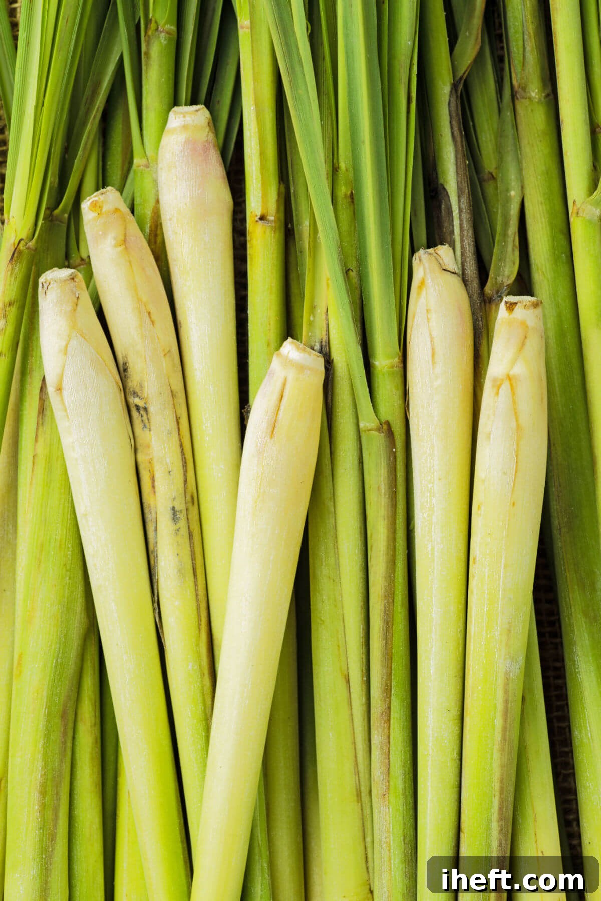 A vibrant pile of fresh lemongrass stalks, showcasing their long, green leaves and pale, aromatic bases.