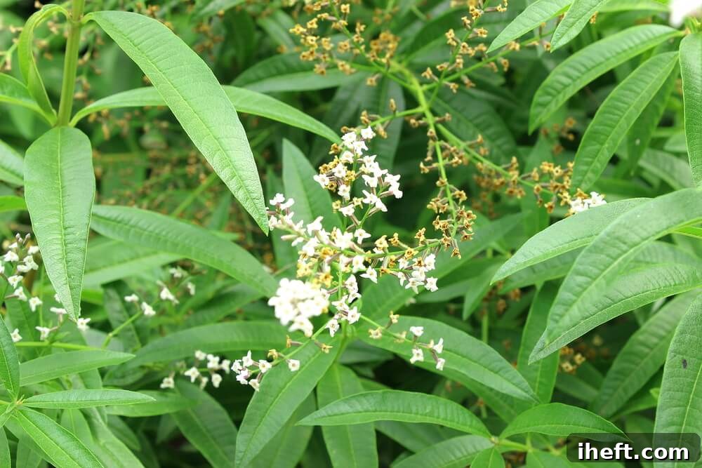 A vibrant lemon verbena bush featuring delicate white flowers and intensely fragrant green leaves.