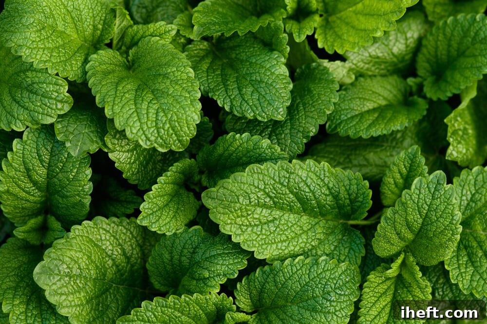 Close-up of fresh, vibrant lemon balm leaves on a healthy green bush, showing their slightly crinkled texture.