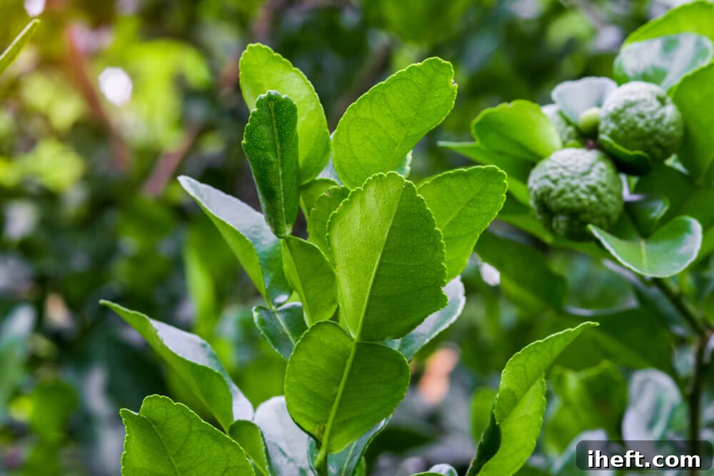 A close-up view of dark green Kaffir lime leaves and small, bumpy lime fruits still attached to a branch.