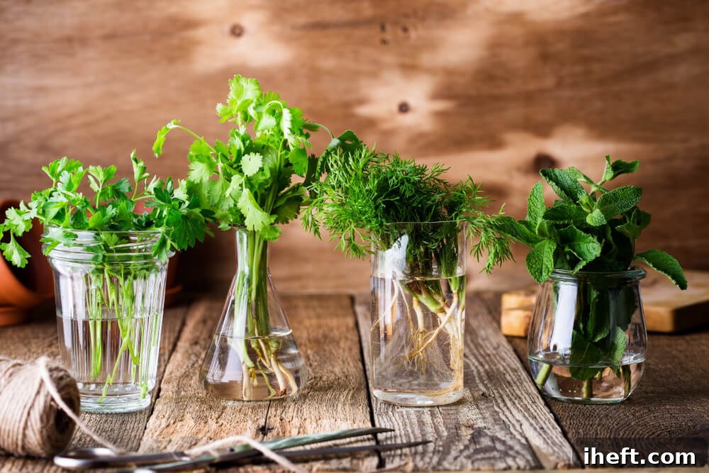 Four clear glasses showcasing an assortment of fresh herbs: vibrant cilantro, feathery dill, and refreshing mint, arranged on a rustic wooden surface.