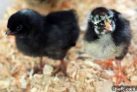 Feathers and Fresh Eggs