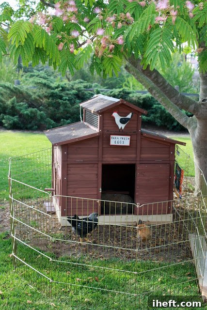 Happy young chickens exploring their new outdoor run.