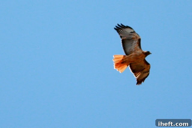 A majestic Red-Tailed Hawk perched on a branch, observing.