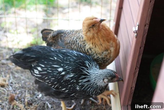 A group of young chickens, soon to be laying eggs.