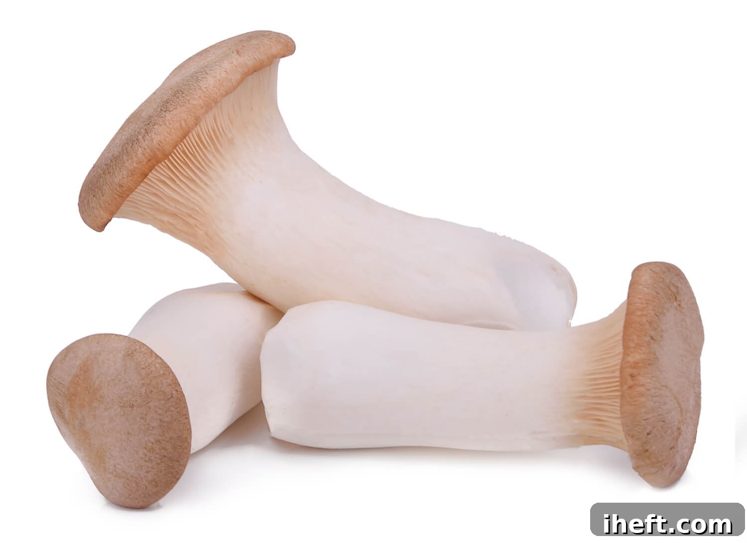 Three elegant trumpet mushrooms, also known as king oyster, standing upright on a clean white background, showcasing their thick stems and small caps.