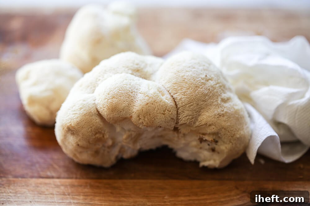 A pristine fresh lion's mane mushroom being meticulously cleaned with a paper towel, highlighting its unique, shaggy appearance as a healthy gourmet fungi.
