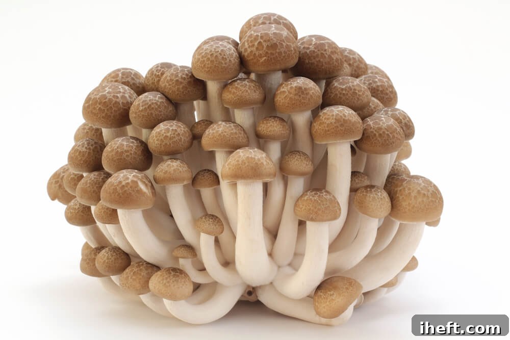 A tightly bundled cluster of Shimeji, or brown Beech mushrooms, with their characteristic small caps and slender stems, on a clean white background.