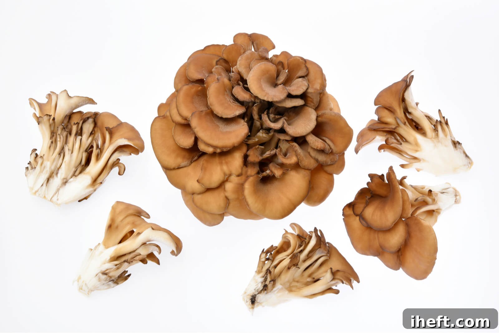 An overhead view of maitake mushrooms, also known as hen of the woods, displaying their unique feathered and clustered growth pattern on a pristine white background.