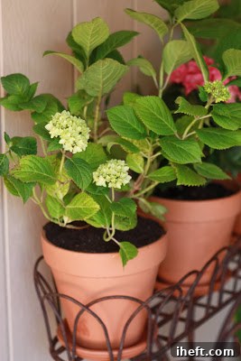 Lush potted hydrangea on a welcoming porch, signaling the arrival of summer.