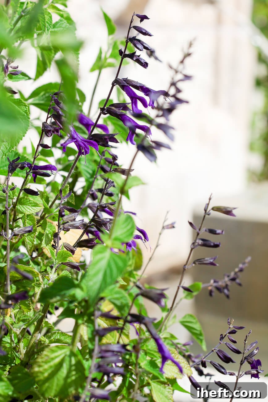 Hummingbird Sage bush with green leaves and purple flowers.