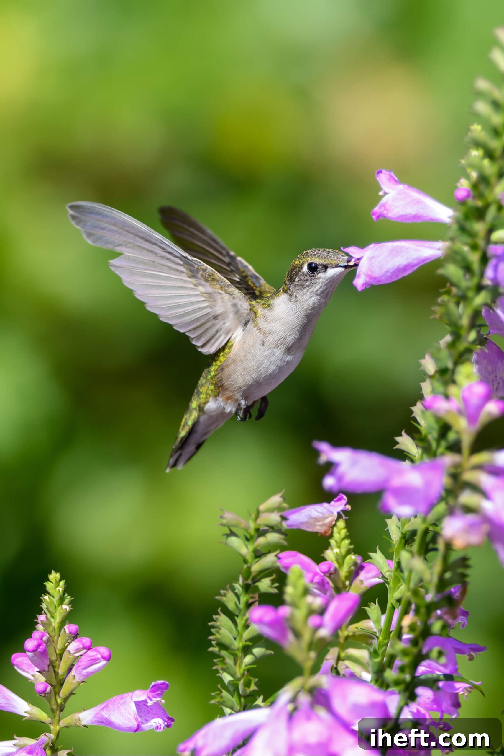 A hummingbird eats the nectar from a purple flower while flying.