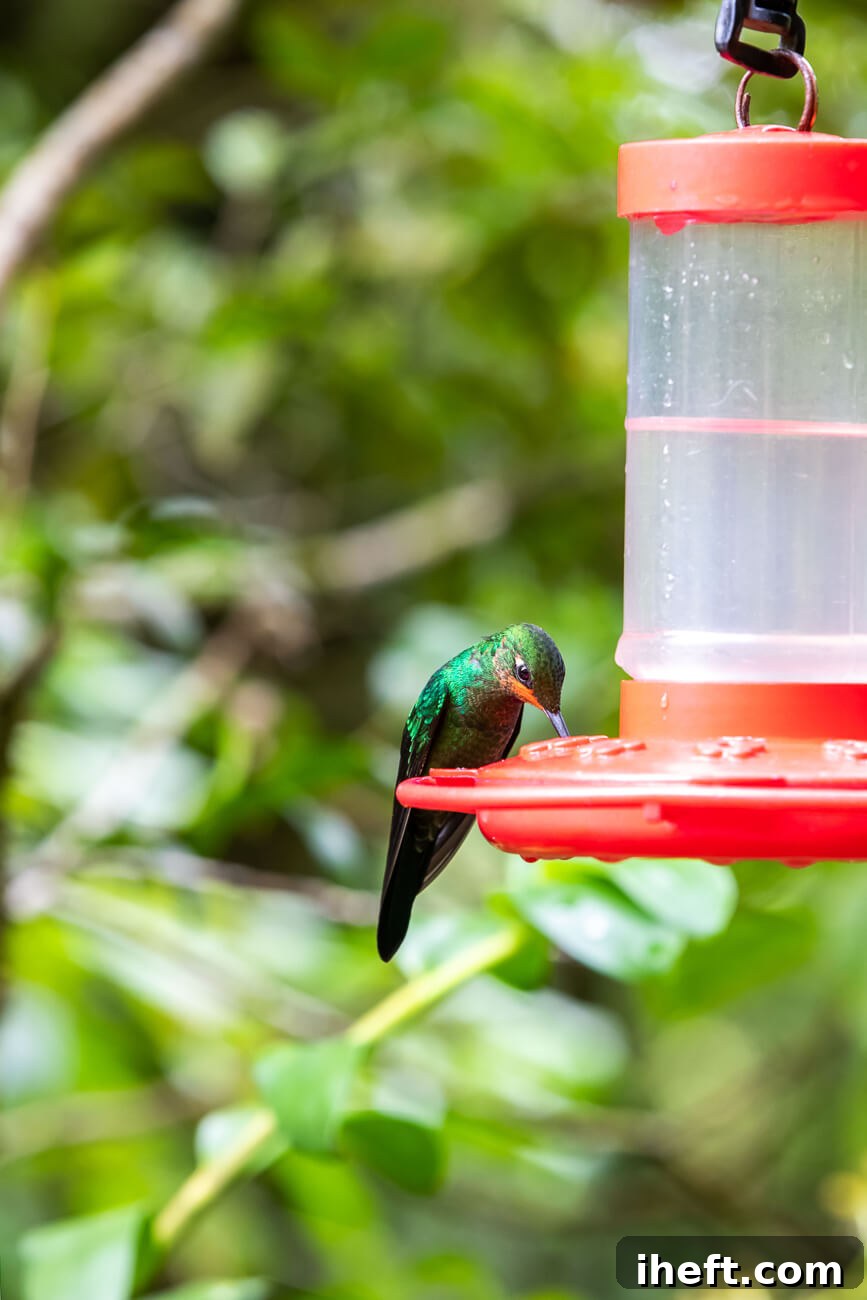 A green hummingbird drinks from a hummingbird feeder filled with clear homemade hummingbird food nectar.