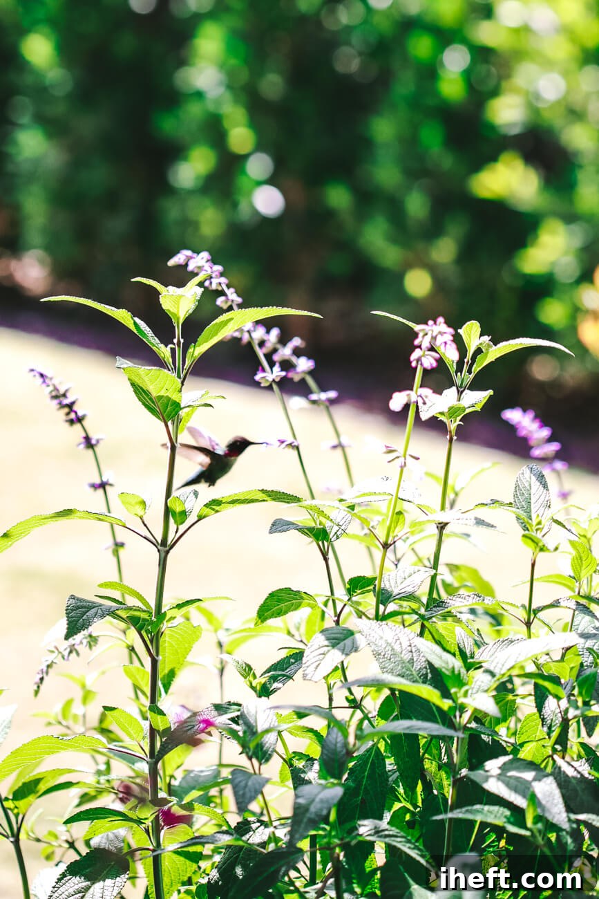 An Anna's Hummingbird drinks nectar from a sage bush.
