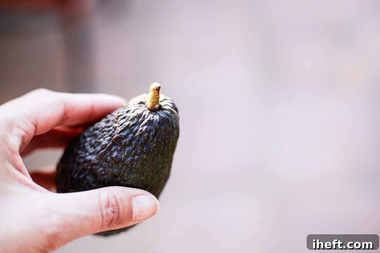 A hand holds a ripe avocado with black skin and a tan stem. 