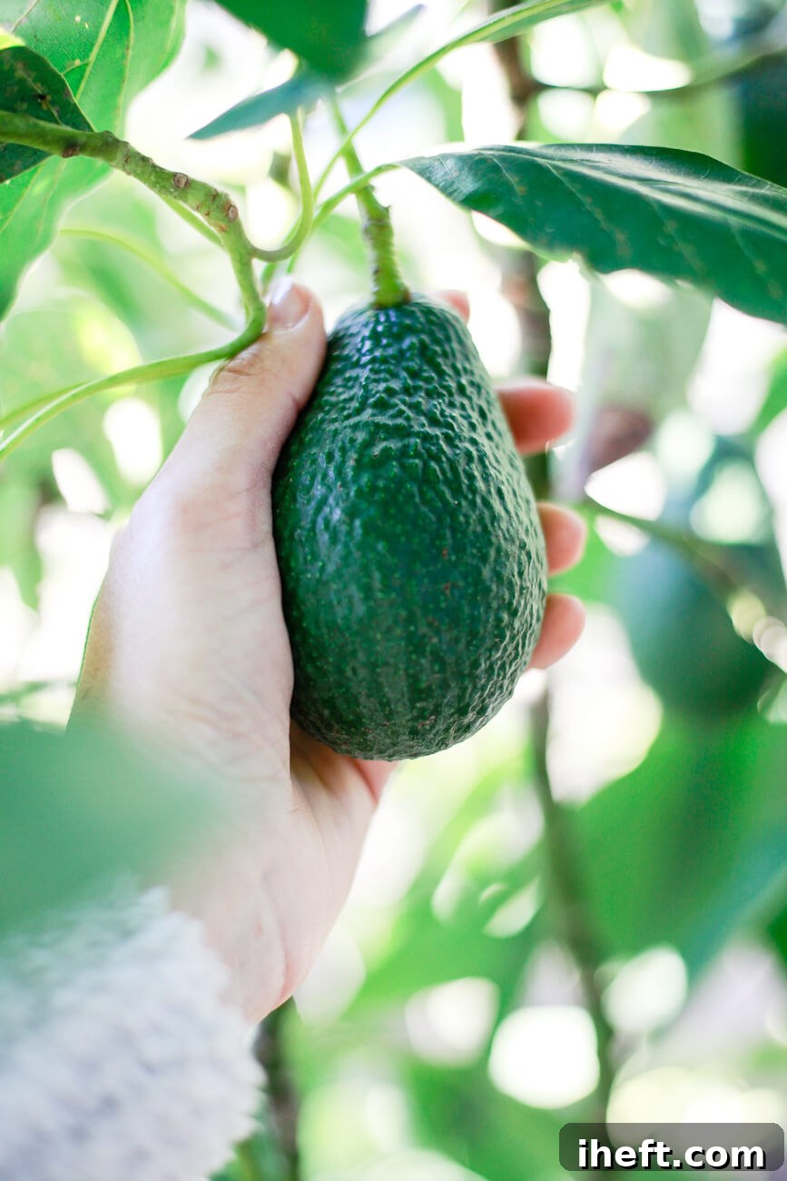 A hand picks a green avocado from a tree. 