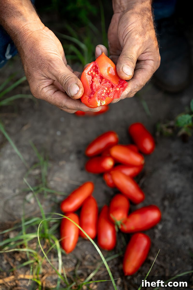 Hands open a San Marzano tomato in the foreground with freshly picked tomatoes on the ground in the background.
