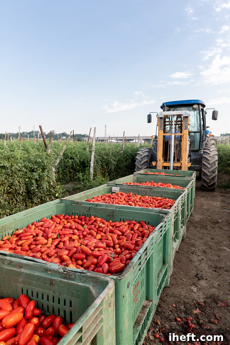 A tractor pulls large crates filled with fresh San Marzano tomatoes in a field in Italy.