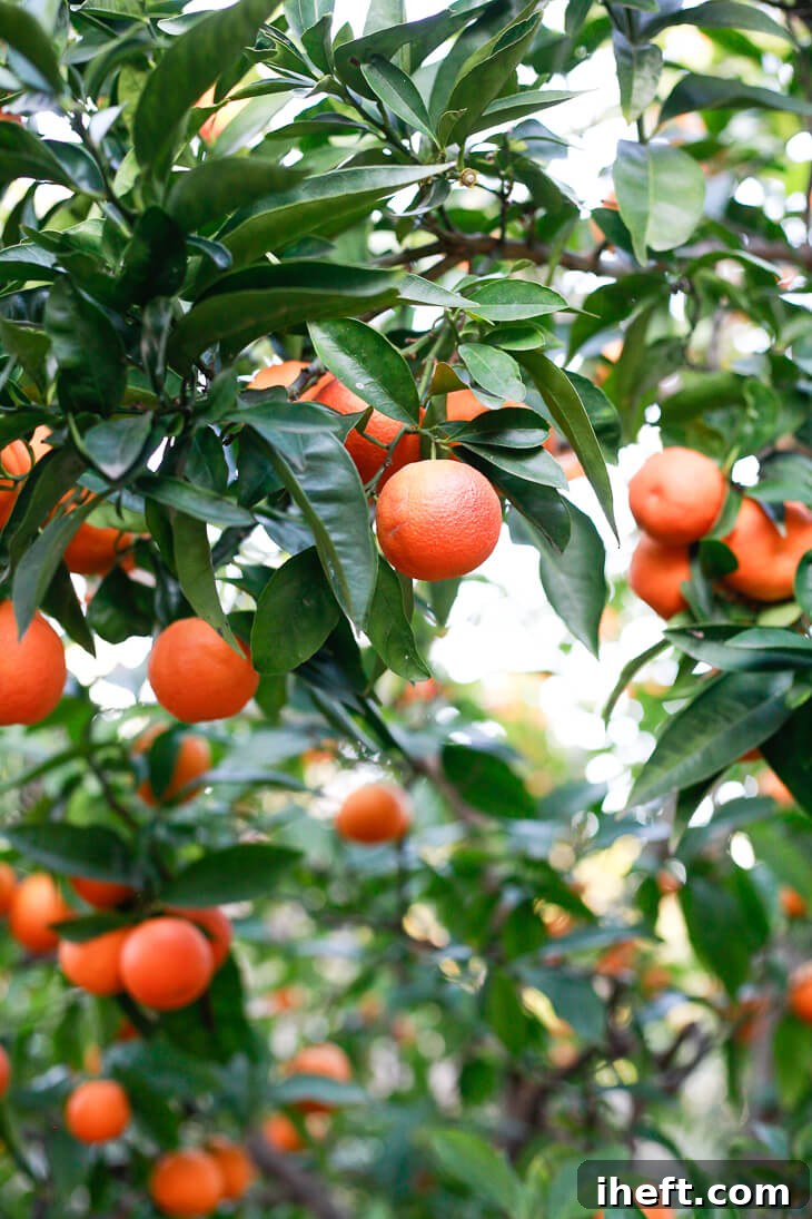 A blood orange tree in California with orange-red oranges that are almost ripe.