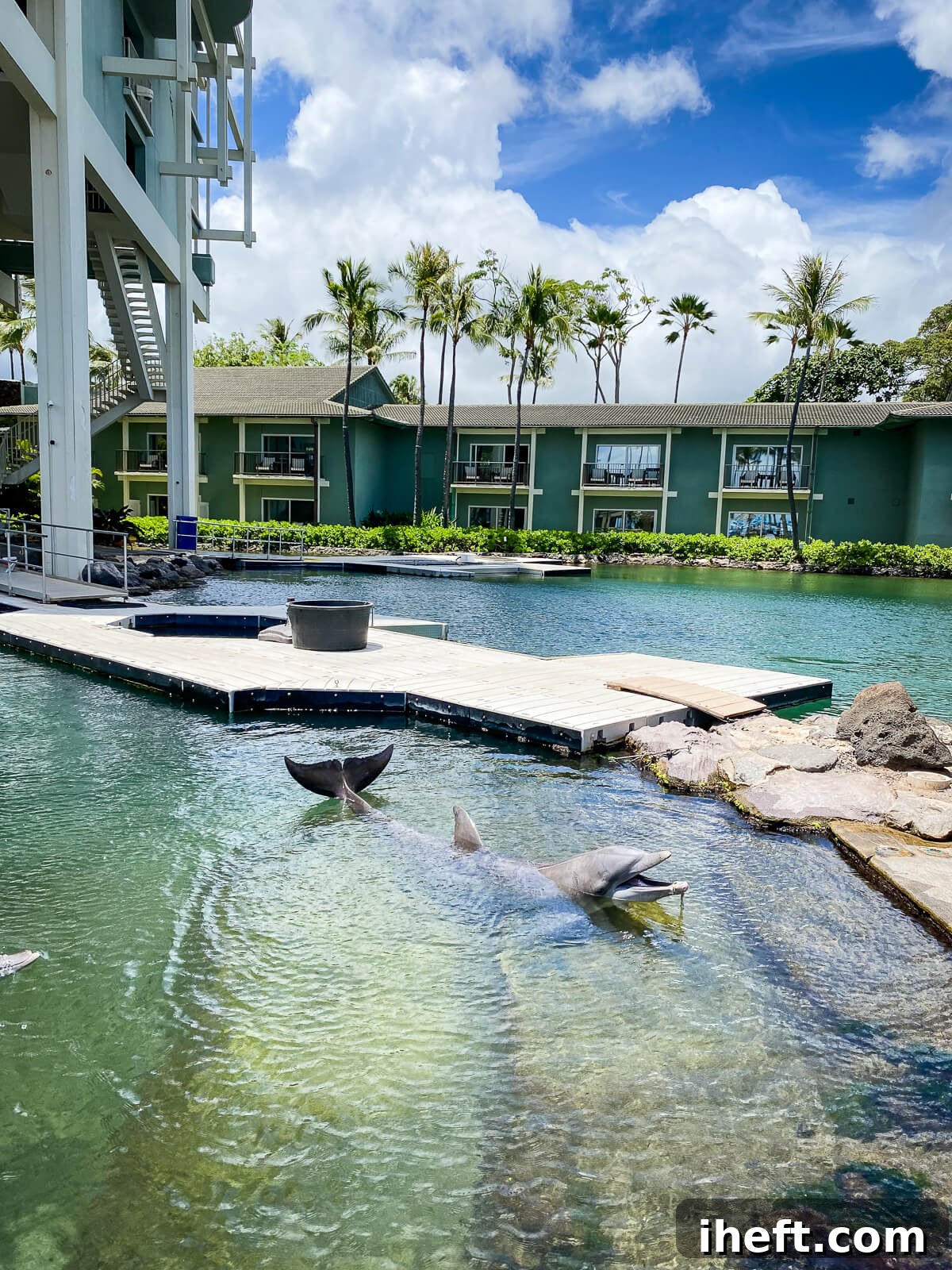An Atlantic Bottlenose Dolphin in a manmade lagoon at the Kahala hotel and resort. 