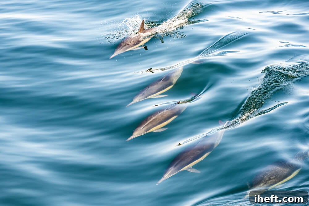 5 bottlenose dolphins swim in blue Santa Barbara water on a whale watching trip. 