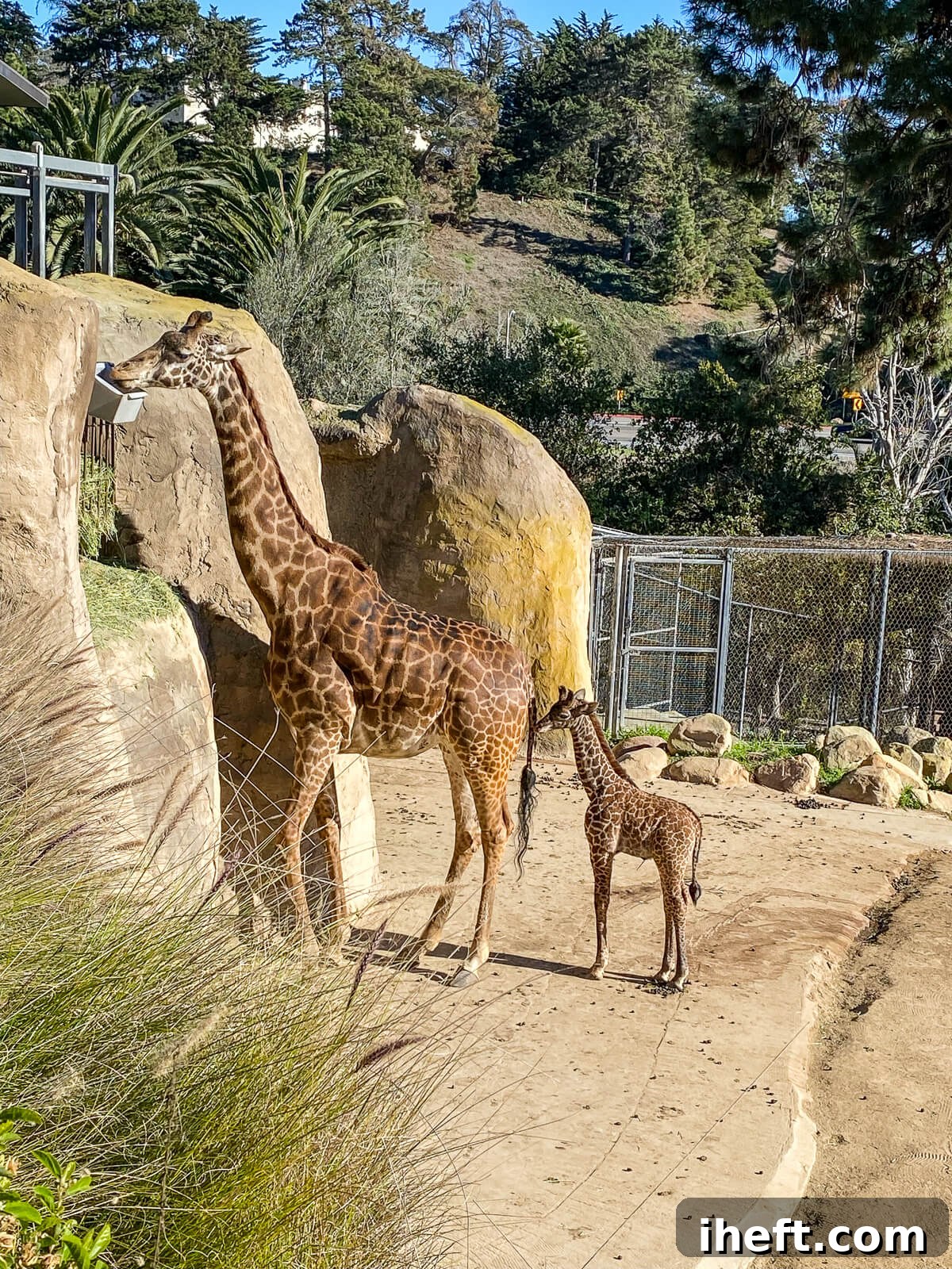 A mother and baby giraffe at the Santa Barbara zoo. 