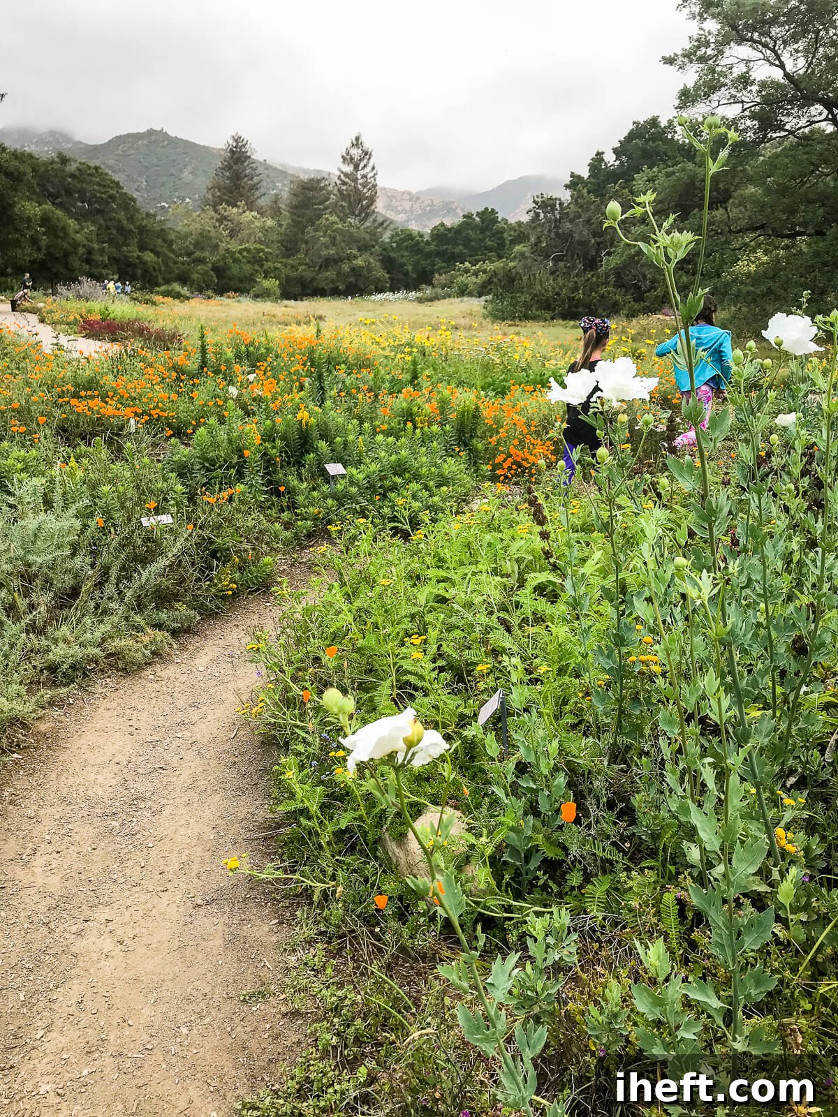 Two young girls walk on a path through wildflowers at the Santa Barbara Botanic Gardens. 