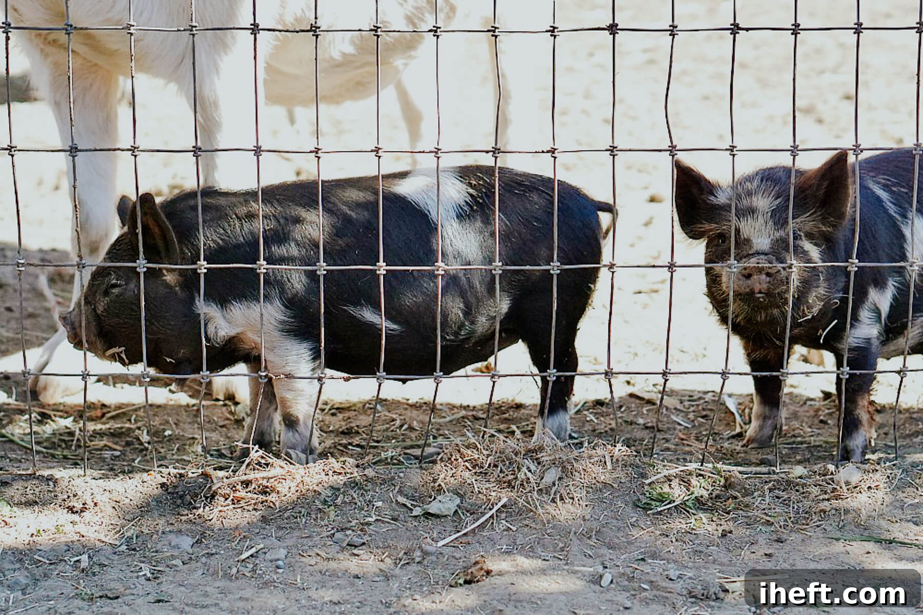 Two adorable black and white piglets behind a fence at the Folded Hills Farmstead in Santa Barbara. 