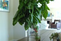 The Basil Showdown