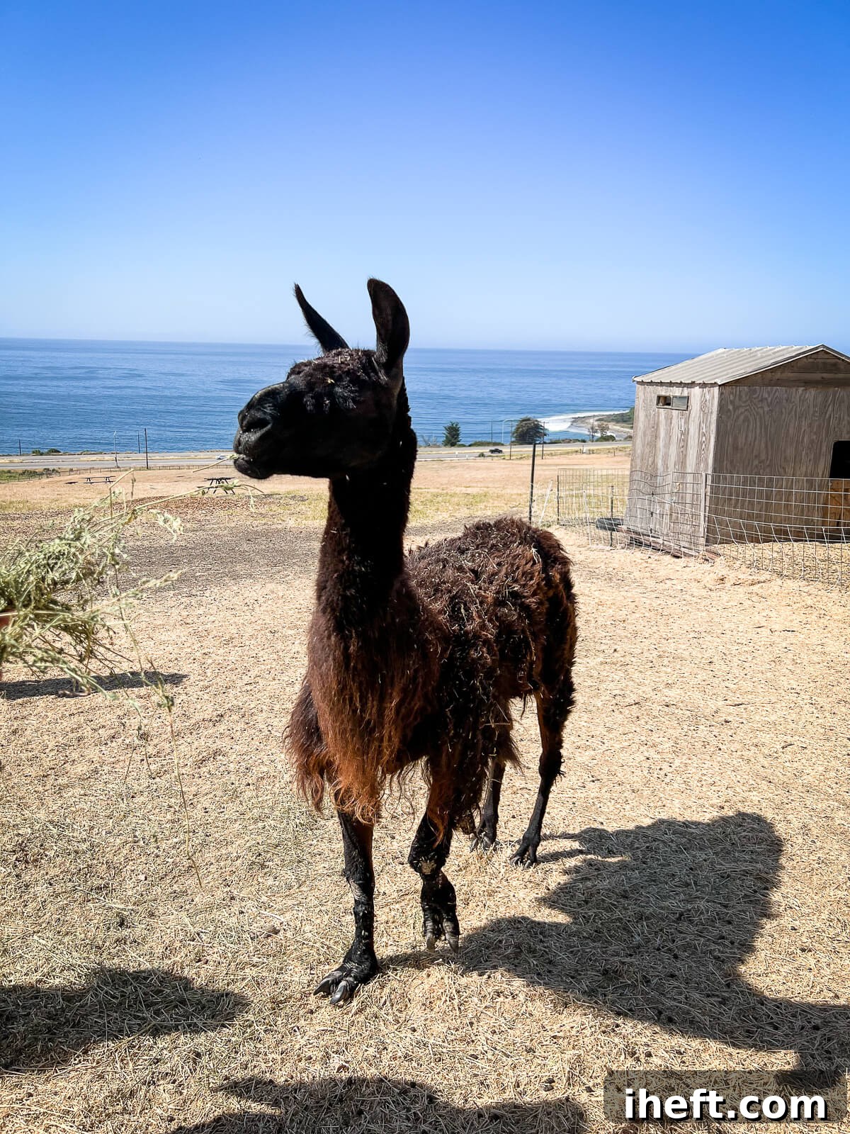 A gentle black llama gracefully nibbles hay on a hillside at El Capitan Canyon, with the stunning Santa Barbara ocean sparkling in the background, creating a picturesque scene.
