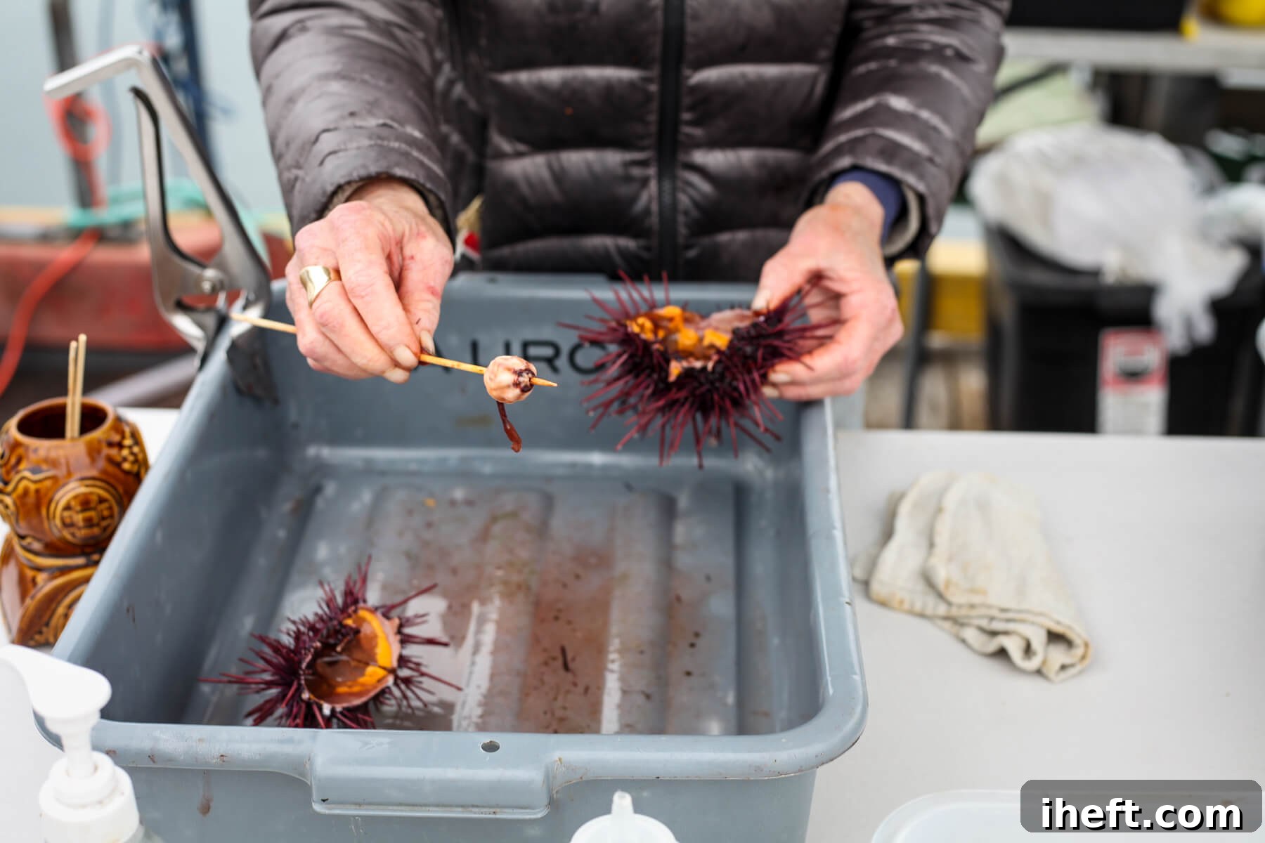 A purple sea urchin is cracked in half and mouth removed on a wooden skewer.