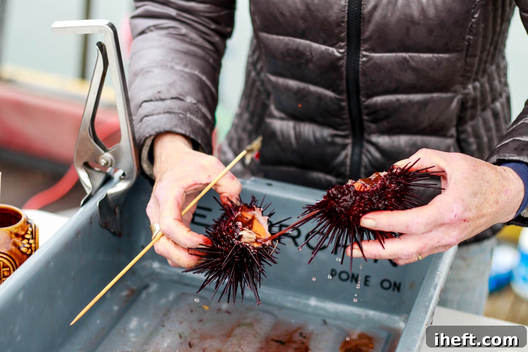A woman's hands separate live sea urchin halves.