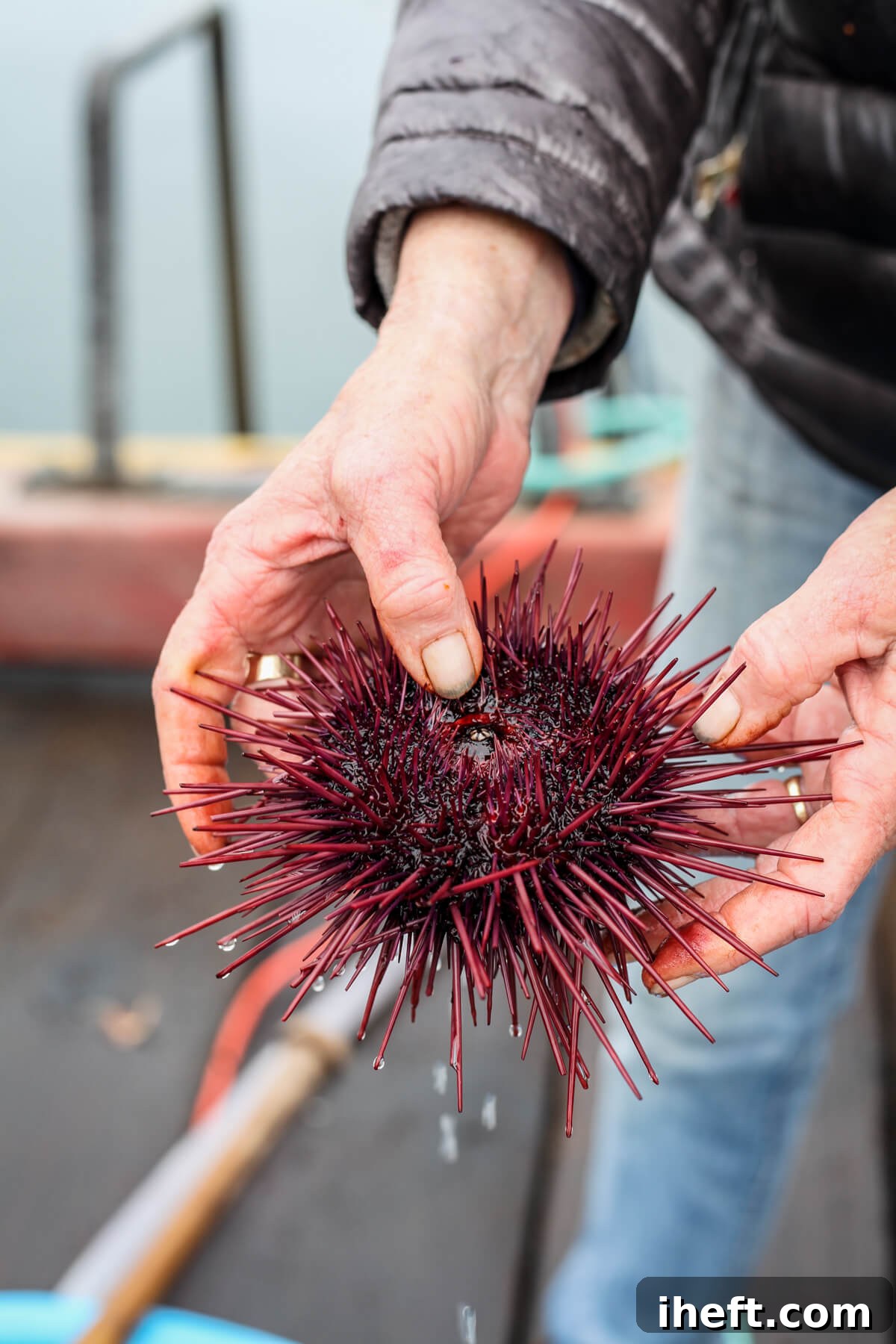 A female fisherman holds a freshly caught purple sea urchin at the Santa Barbara Fisherman's Market. 