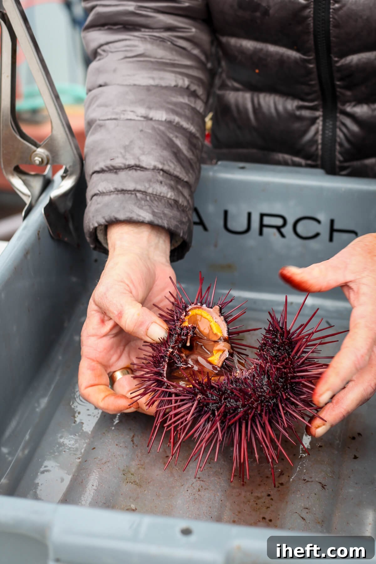 A live purple sea urchin is cracked open and cleaned before being eaten as uni at the Santa Barbara Fishermen's Market. 