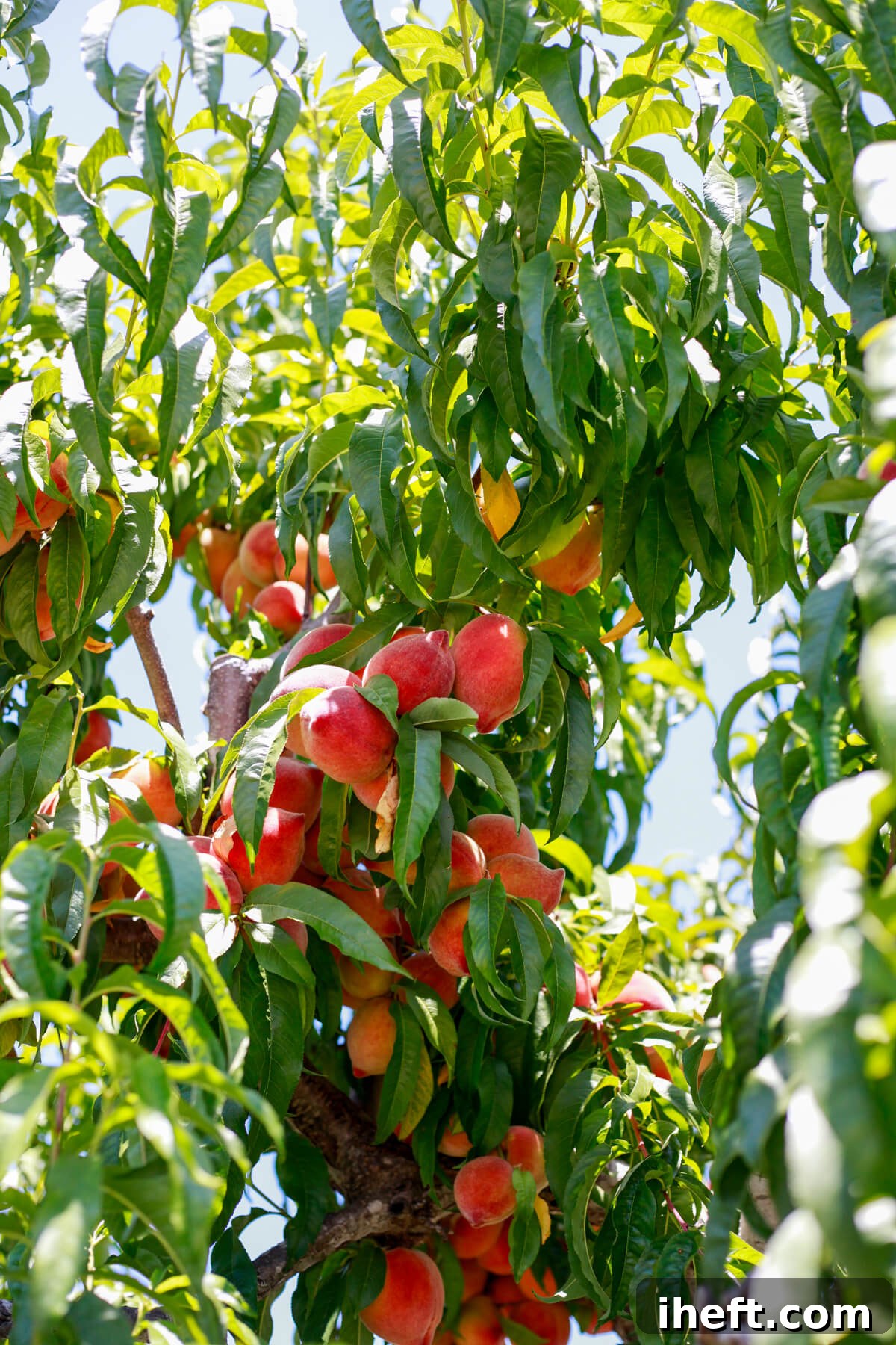 A close-up photo of a peach tree covered in green leaves and pink-orange peaches, suggesting fresh, ripe fruit for a delicious crisp.