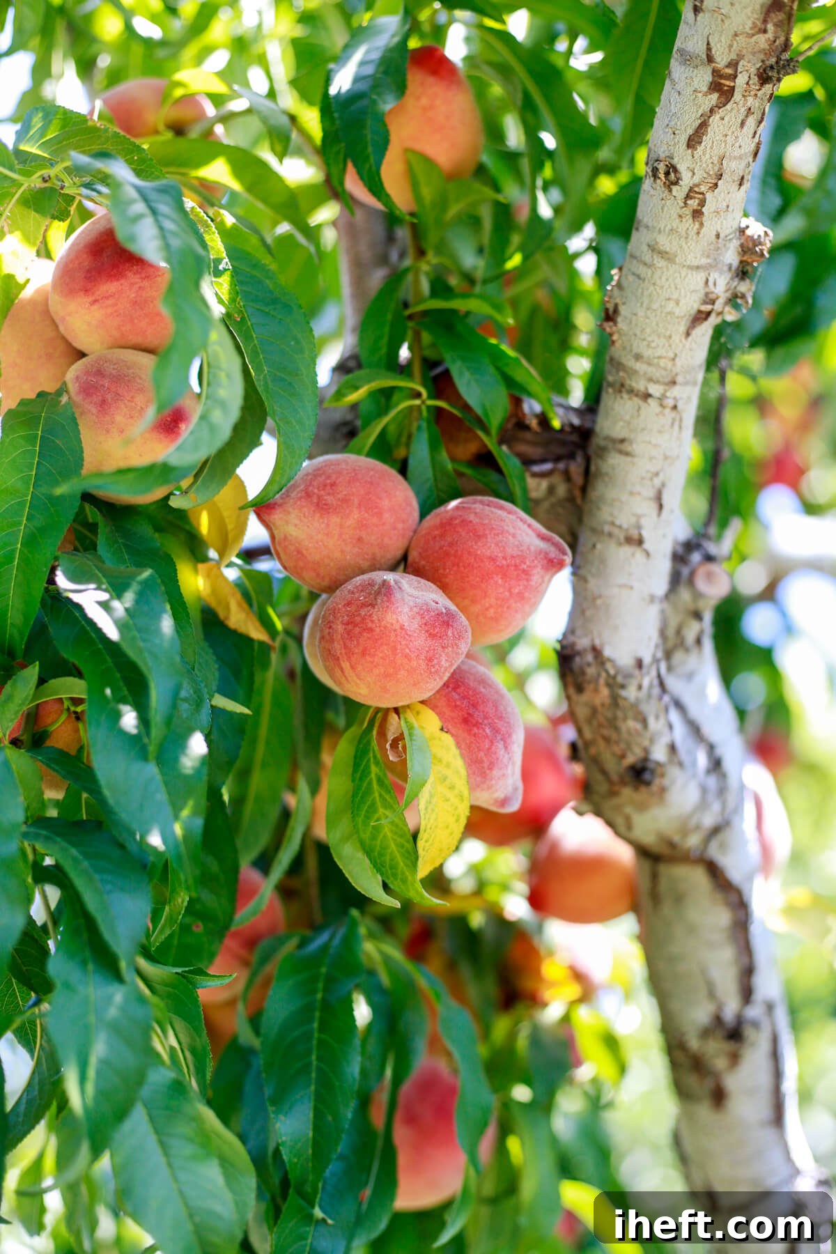 A close up photo of a peach tree covered in ripe peaches and green leaves. 