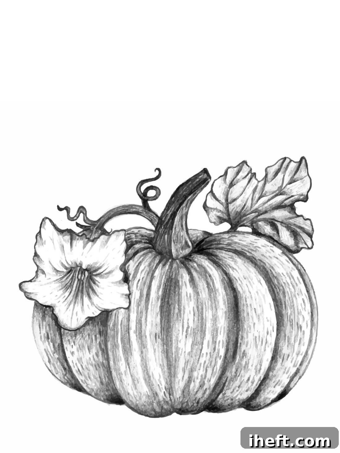 A black and white pencil drawing of a pumpkin with a leaf and flower.