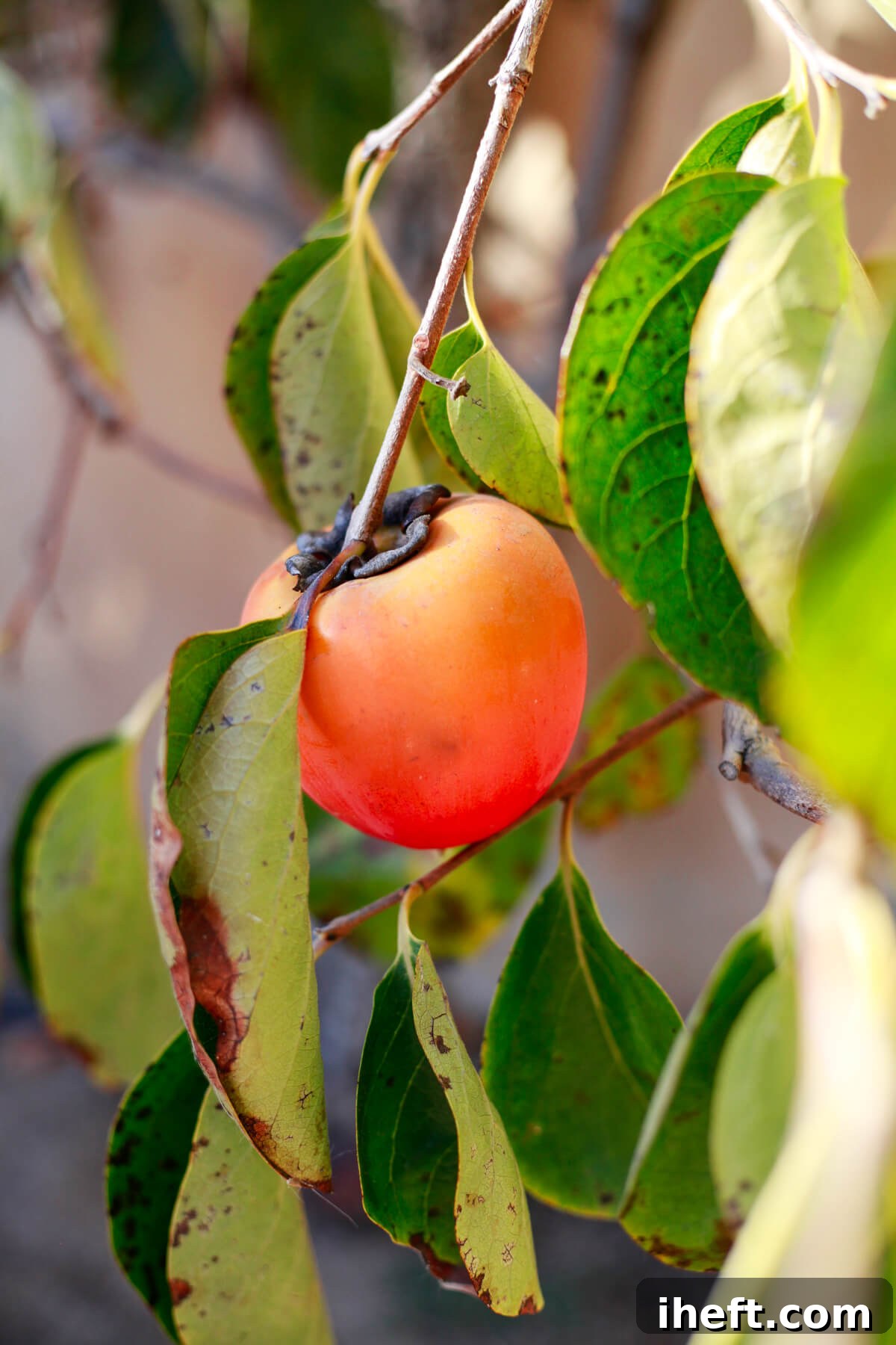 A ripe Hachiya persimmon hanging gracefully from a tree branch, showcasing its vibrant orange hue.