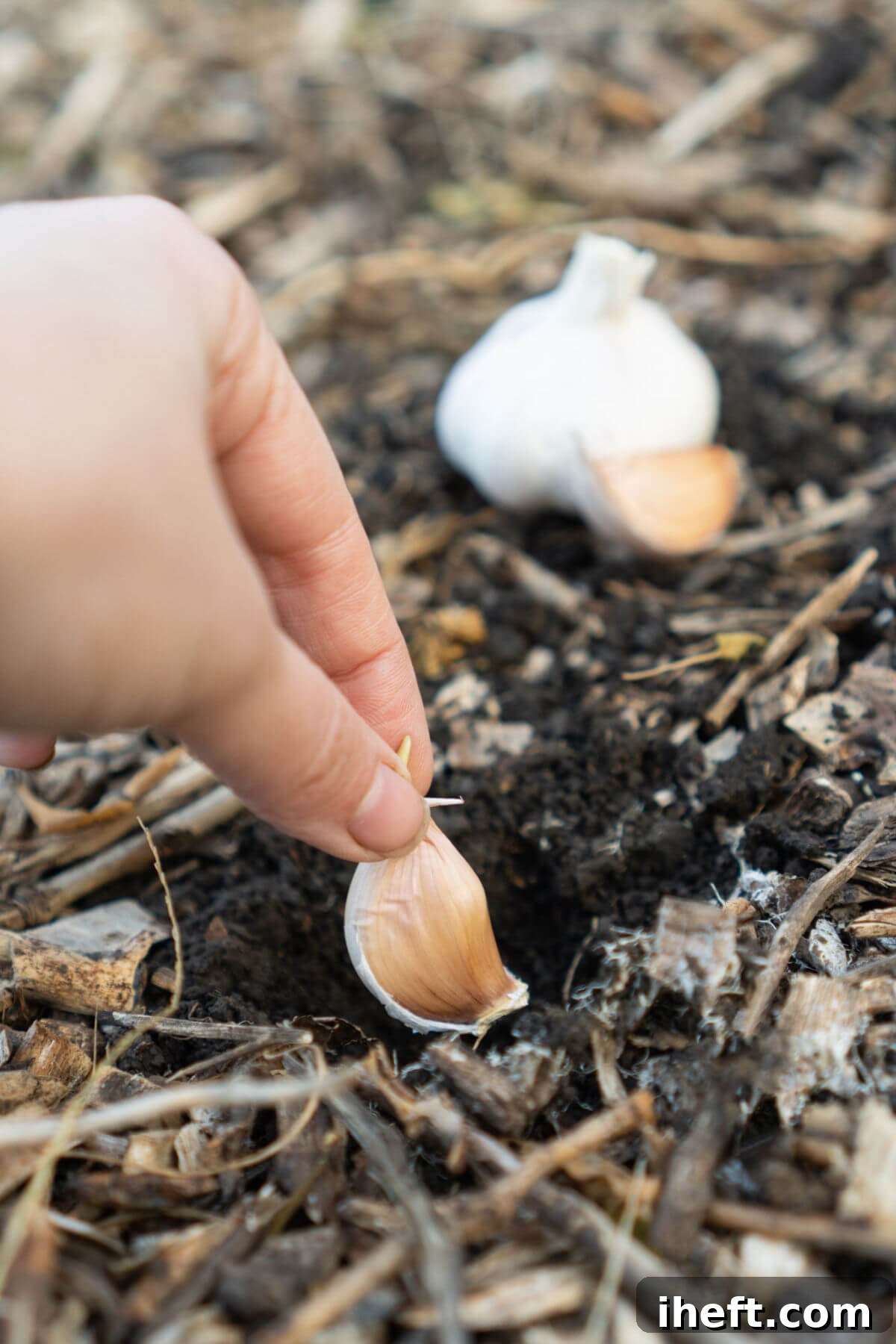 A hand plants a single garlic clove in dirt. A garlic head sits in the background.